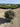 Eleagnus Ebbingei Compacta Palla 40 - Vivaio Garden Forest (47844296)