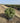 Eleagnus Ebbingei Compacta Palla 55 - Vivaio Garden Forest (47844297)