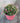 Erodium Variabile (Becco DI Gru) Vaso 18 - Vivaio Garden Forest (48048146)