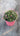 Erodium Variabile (Becco DI Gru) Vaso 18 - Vivaio Garden Forest (48048146)