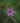 Erodium Variabile (Becco DI Gru) Vaso 18 - fioritura - Vivaio Garden Forest (48048147)