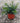 Escallonia Macrantha Rosea Vaso 18 - Vivaio Garden Forest (48048153)