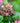 Escallonia Rubra Macrantha Vaso 18 - fioritura - Vivaio Garden Forest (48048154)