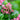 Escallonia Rubra Macrantha Vaso 18 - fioritura - Vivaio Garden Forest (48048154)