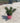 Escallonia Rubra Macrantha Vaso 18 - Vivaio Garden Forest (48048161)