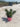 Escallonia Rubra Macrantha Vaso 18 - Vivaio Garden Forest (48048161)
