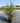 Escallonia X Hybrida Apple Blossom Cesp 24 - Vivaio Garden Forest (47844299)