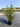 Escallonia X Hybrida Apple Blossom Cesp 24 - Vivaio Garden Forest (47844299)