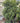 Eugenia Myrtifolia New Port Cespuglio Vaso 55 H.250/300 - Vivaio Garden Forest (50305191)