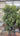 Eugenia Myrtifolia New Port Cespuglio Vaso 55 H.250/300 - Vivaio Garden Forest (50305191)