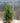 Eugenia Newport Vaso 24 - Vivaio Garden Forest (48048169)
