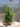 Eugenia Newport Vaso 24 - Vivaio Garden Forest (48048169)