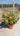 Euonymus Aurea (Evonimo) Vaso 24 - Vivaio Garden Forest (48048177)