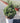 Euonymus Bravo Compacta (Evonimo) Vaso 18 - Vivaio Garden Forest (48048186)