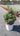 Euonymus Bravo Compacta (Evonimo) Vaso 18 - Vivaio Garden Forest (48048186)
