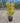 Euonymus Japonicus Cesp 24 Aurea Lt 6 5 - Vivaio Garden Forest (47844311)