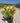 Euonymus Japonicus Cesp 24 Aurea Lt 7 - Vivaio Garden Forest (47844312)