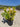 Euonymus Japonicus Cesp 24 Aurea Lt 7 - Vivaio Garden Forest (47844312)