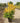 Euonymus Japonicus Cesp 40 Aurea - Vivaio Garden Forest (48283813)