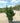 Euonymus Japonicus Cesp 40 Benkomasaki - Vivaio Garden Forest (48283814)
