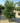 Euonymus Japonicus Cesp 55 E Q - Vivaio Garden Forest (47844316)