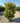 Euonymus Japonicus Cesp 60 Aurea E Q - Vivaio Garden Forest (47844317)