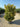 Euonymus Japonicus Cesp 60 Aurea E Q - Vivaio Garden Forest (47844317)