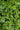 Euonymus Livornese (Evonimo) Vaso 18 - fioritura - Vivaio Garden Forest (48048179)