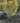 Euonymus Japonicus Multitronco 45 1 4 Fusto Aurea - Vivaio Garden Forest (47844320)