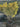 Euonymus Japonicus Multitronco 45 1 4 Fusto Aurea - Vivaio Garden Forest (47844320)