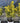Euonymus Japonicus Multitronco 60 1 4 Fusto Aurea Classic - Vivaio Garden Forest (47844321)