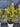 Euonymus Japonicus Multitronco 60 1 4 Fusto Aurea Classic - Vivaio Garden Forest (47844321)