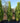 Euonymus Japonicus Piramide 50 - Vivaio Garden Forest (47844322)