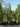 Euonymus Japonicus Piramide 50 - Vivaio Garden Forest (47844322)
