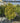 Euonymus Japonicus Spall 40 Aurea L 75 H 120 - Vivaio Garden Forest (47844323)