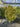 Euonymus Japonicus Spall 40 Aurea L 75 H 120 - Vivaio Garden Forest (47844323)