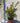 Euonymus Livornese (Evonimo) Vaso 18 - Vivaio Garden Forest (48048193)