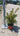 Euonymus Livornese (Evonimo) Vaso 18 - Vivaio Garden Forest (48048193)