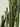 Euphorbia Ingens (Euforbia Candelabro) Vaso 25 - dettaglio - Vivaio Garden Forest (48048201)