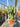 Euphorbia Ingens (Euforbia Candelabro) Vaso 25 - Vivaio Garden Forest (48048199)
