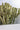 Euphorbia Ingens (Euforbia Candelabro) Vaso 25 - portamento - Vivaio Garden Forest (48048203)