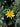 Euryops Pectinatus (Margherita Gialla) Vaso 24 - fogliame - Vivaio Garden Forest (48048210)