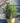 Euryops Pectinatus (Margherita Gialla) Vaso 18 - Vivaio Garden Forest (48048207)