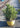 Euryops Pectinatus (Margherita Gialla) Vaso 18 - Vivaio Garden Forest (48048207)