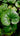 Farfugium Japonicum (Ligularia) Variegato Vaso 24 - pianta adulta - Vivaio Garden Forest (48048217)
