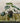 Farfugium Japonicum Giganteum Vaso 24 - Vivaio Garden Forest (47844324)