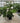 Fatsia Japonica Vaso 30 - Vivaio Garden Forest (47844325)