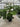 Fatsia Japonica Vaso 30 - Vivaio Garden Forest (47844325)