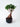 Ficus Microcarpa (Ficus Ginseng) N.18 - pianta adulta - Vivaio Garden Forest