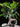 Ficus Microcarpa (Ficus Ginseng) N.18 - fogliame - Vivaio Garden Forest